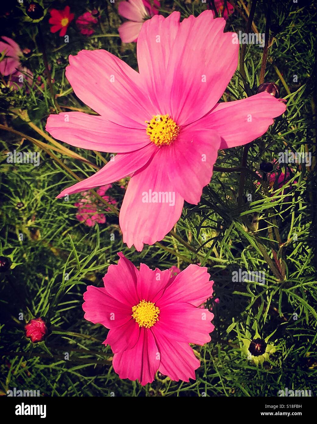 Deux fleurs Cosmos roses vibrantes dans une bordure de jardin. Photo de téléphone portable avec un post-traitement de téléphone ou de tablette. - Image de stock capturée avec un smartphone