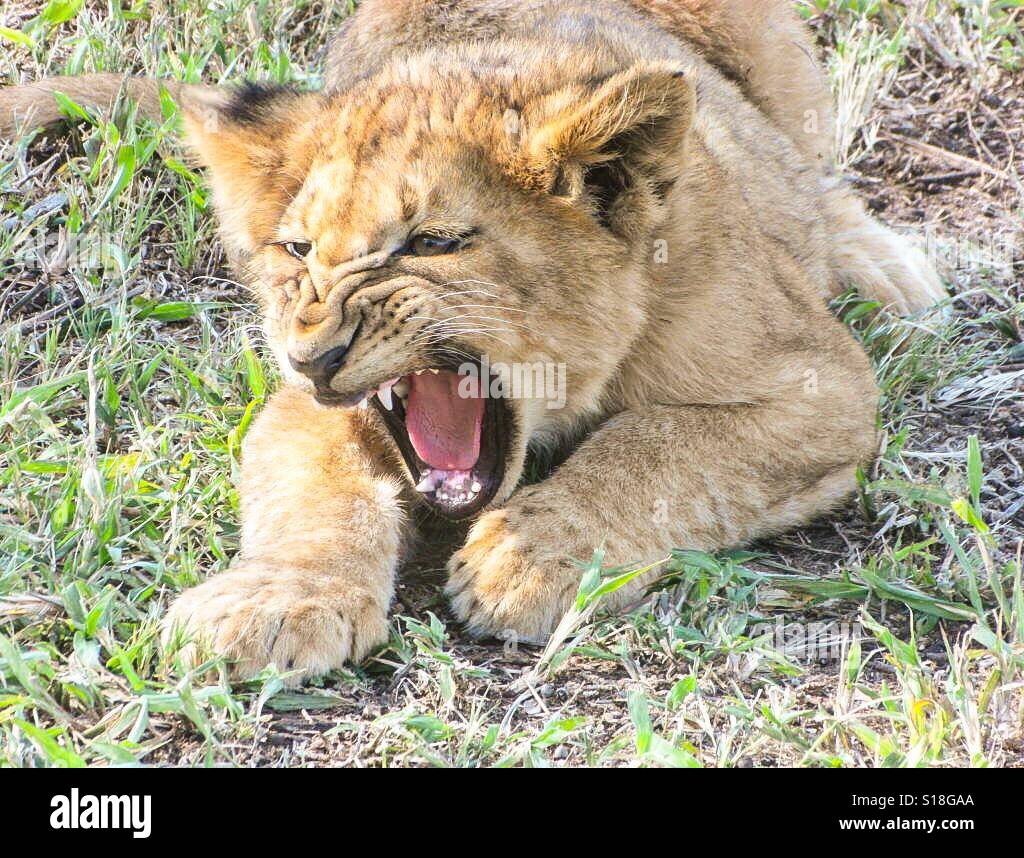 Angry lion cub Banque de photographies et d'images à haute résolution -  Alamy