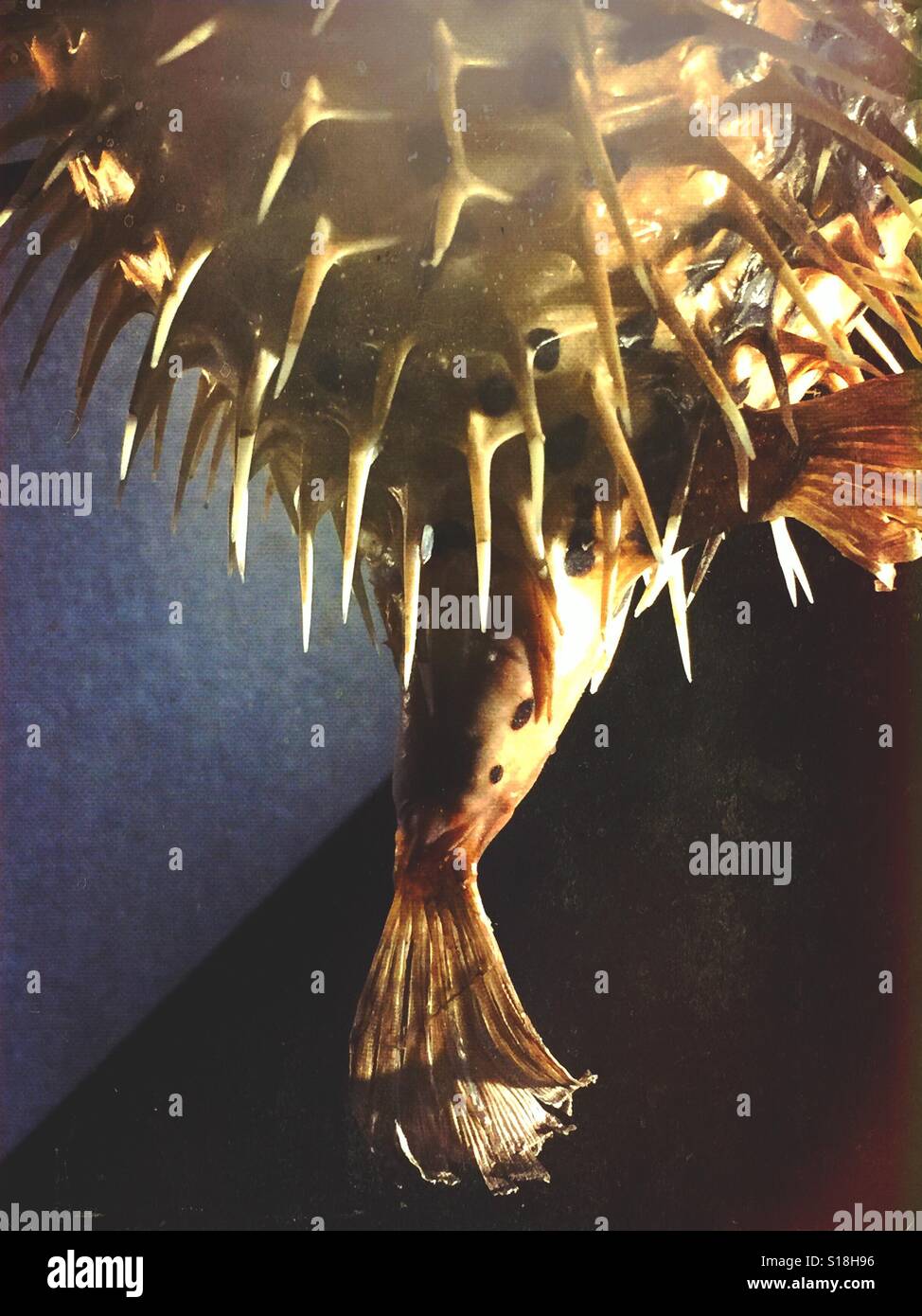 Les pointes et la queue de poisson - Image de stock capturée avec un smartphone