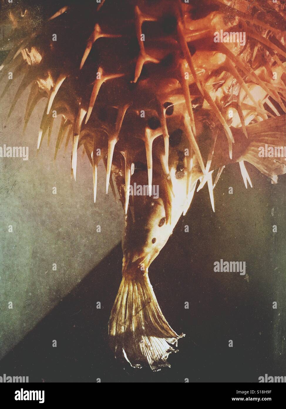 Les pointes et la queue de poisson - Image de stock capturée avec un smartphone