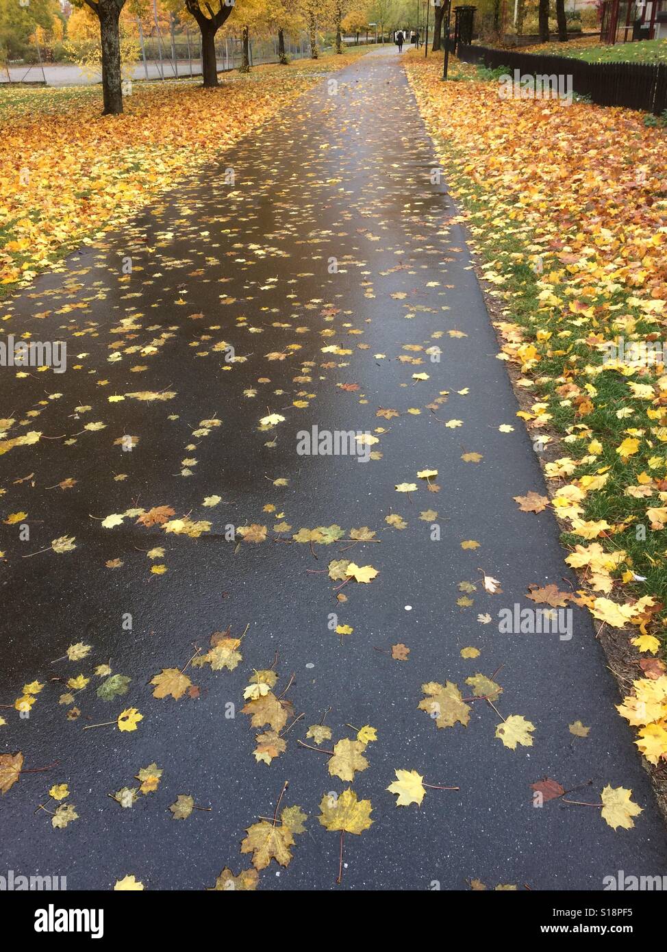 Automne feuilles colorées dans les rues je Sätra Farsta, Suède. Banque D'Images