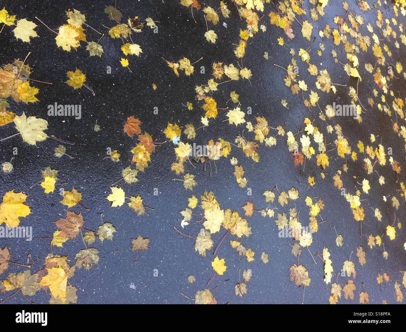 Les feuilles colorées dans la rue à l'automne. Farsta, Suède, Sätra Banque D'Images