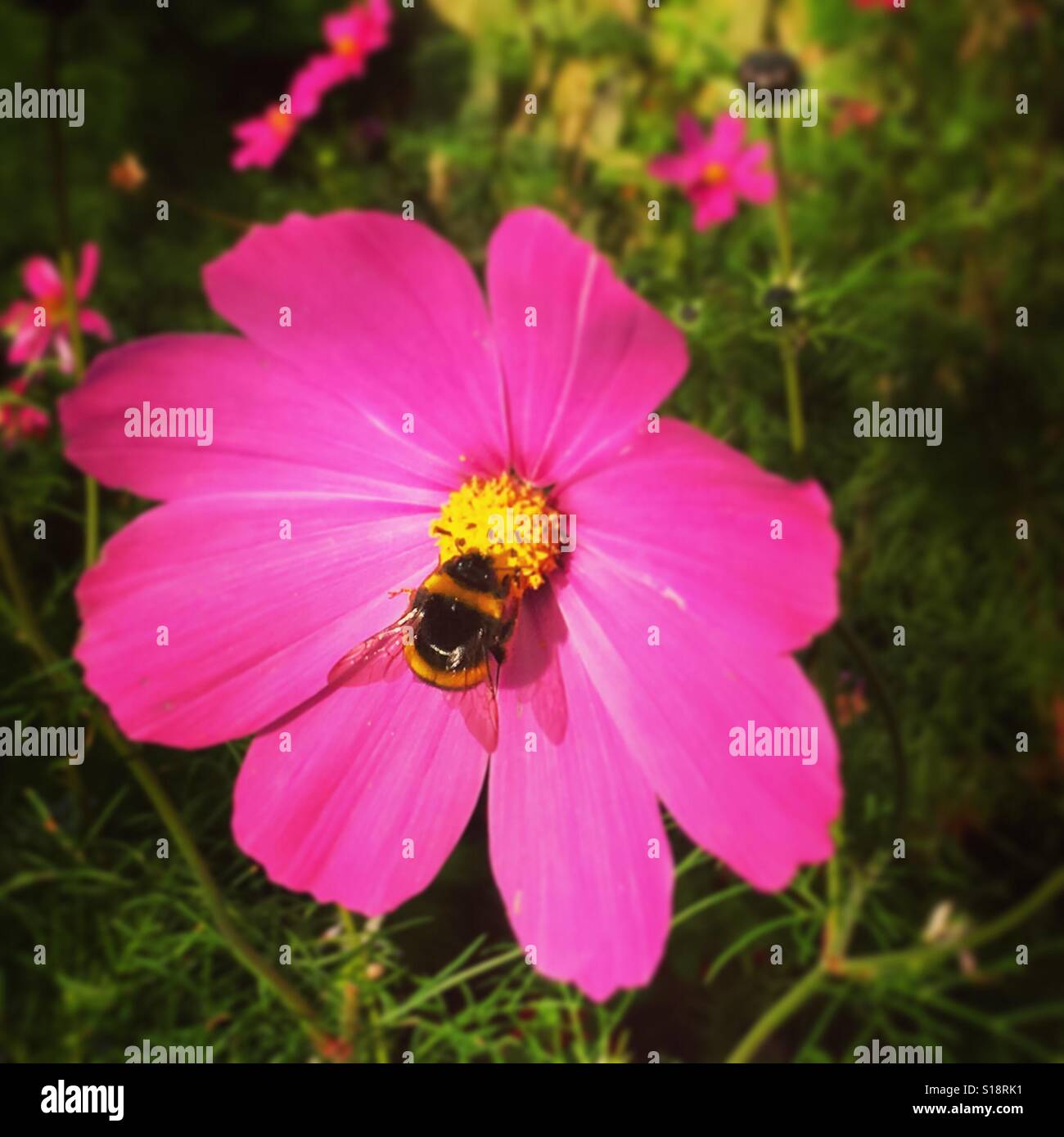 Une abeille atterrit au centre d'une fleur rose de Cosmos. Faible profondeur de champ. Photo de téléphone portable avec un post-traitement de téléphone ou de tablette. - Image de stock capturée avec un smartphone