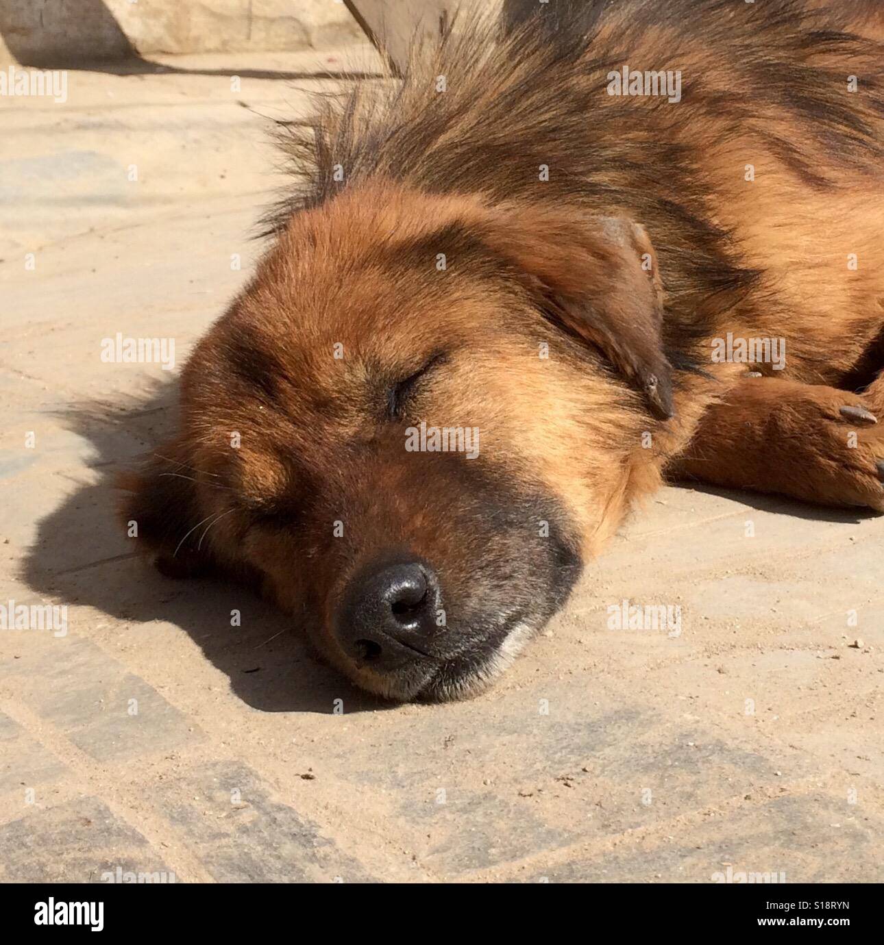Vieux chien dormant dans le soleil Banque D'Images