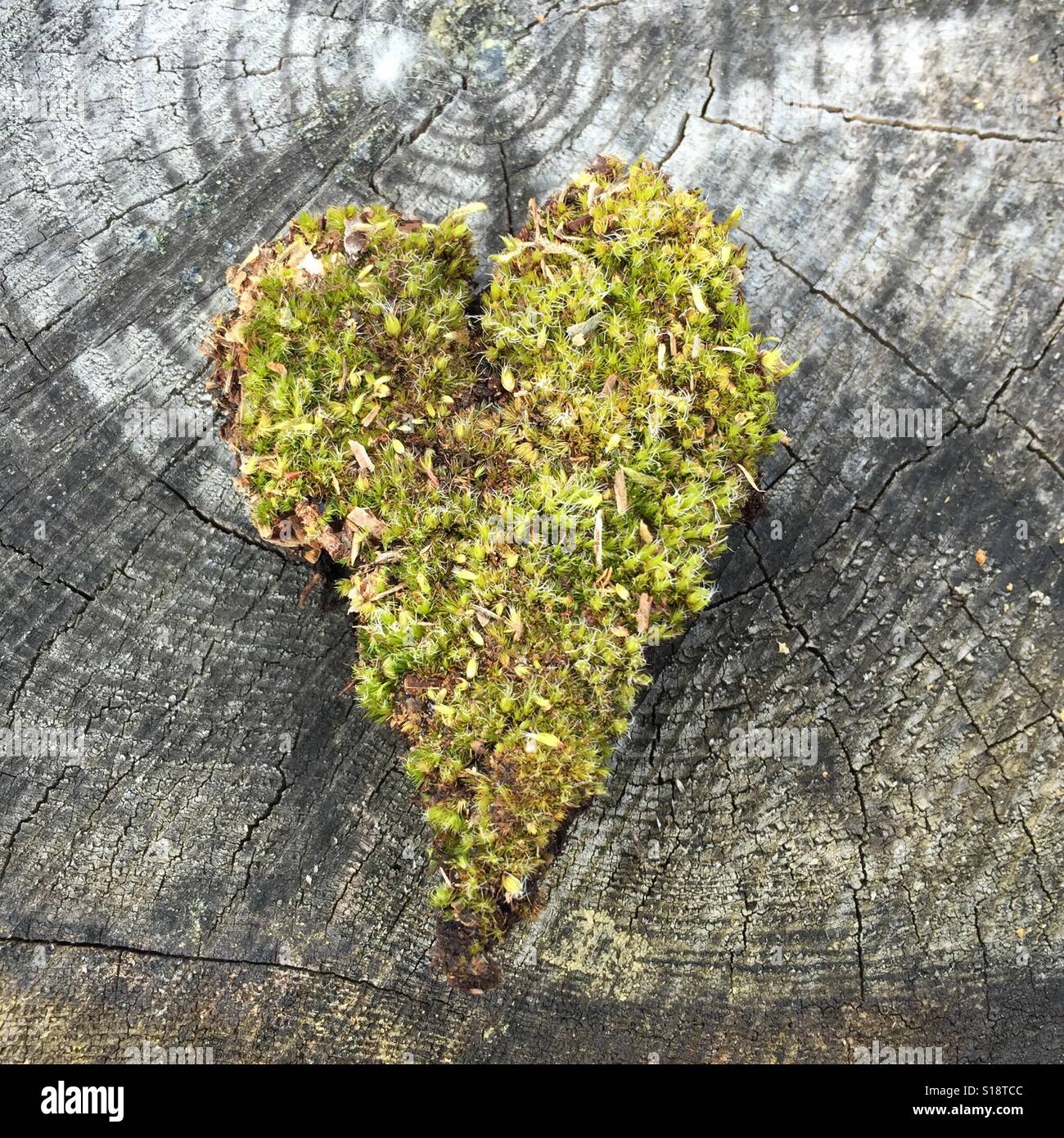 Coeur de mousse sur souche d'arbre Banque D'Images