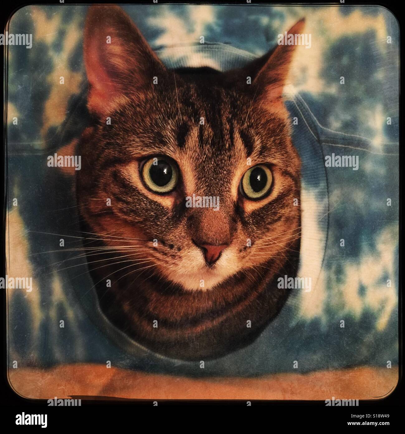 Mon chat dans son home made cat cave - Image de stock capturée avec un smartphone