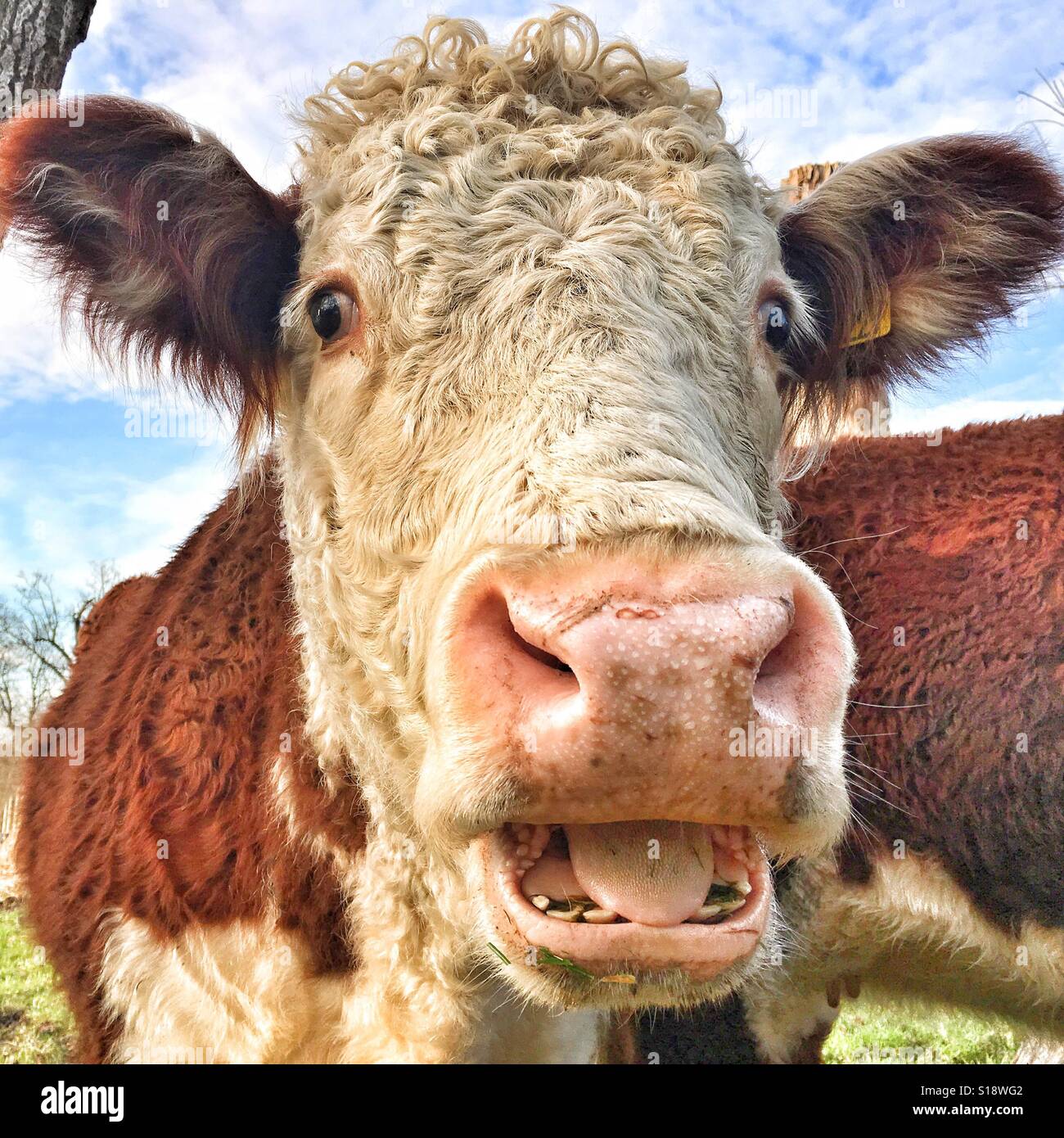 Fluffy Cow Banque D Image Et Photos Alamy