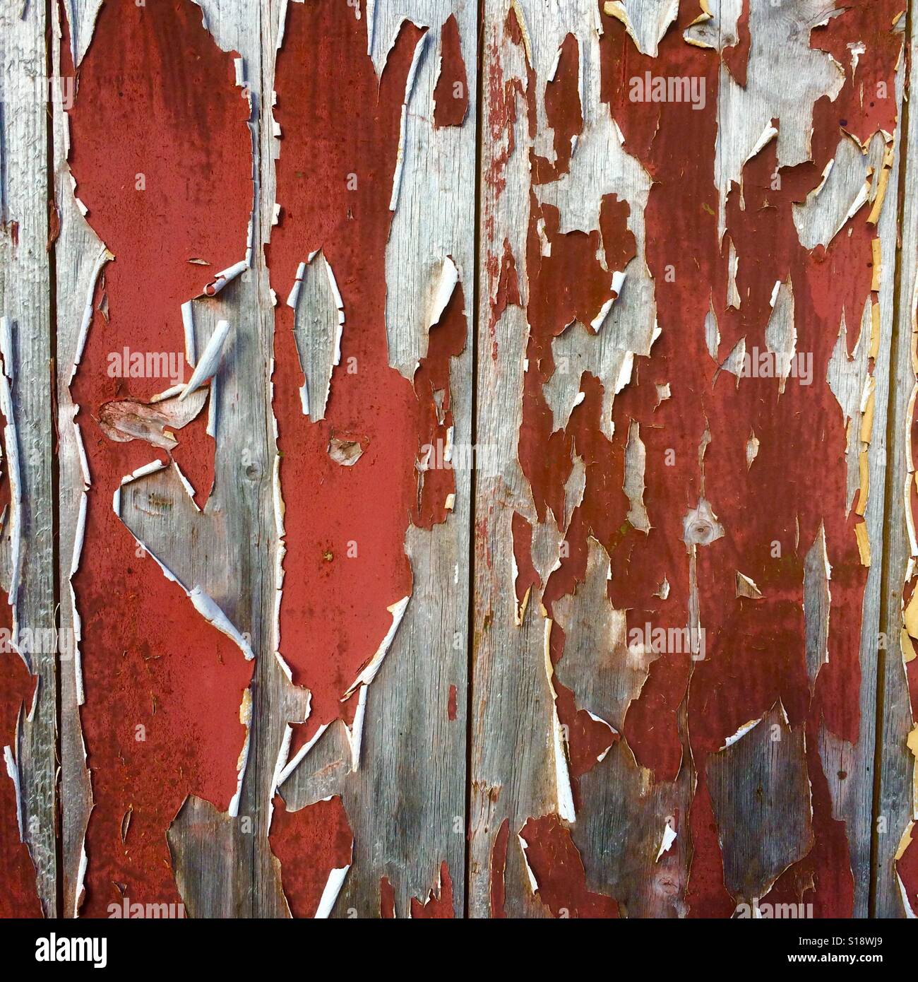 L'écaillage de la peinture sur l'ancienne grange, Îles Falkland Banque D'Images