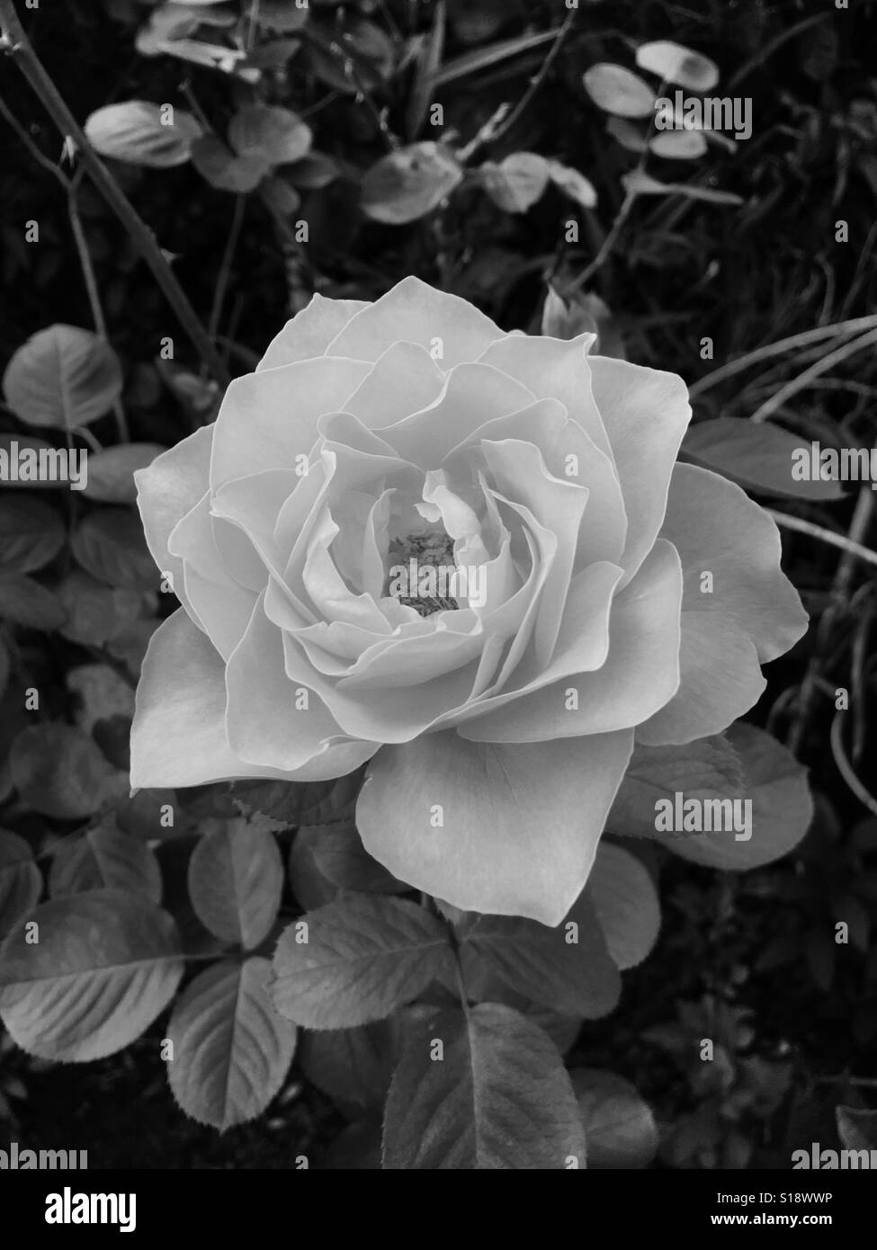 Rose Noir et blanc Banque D'Images