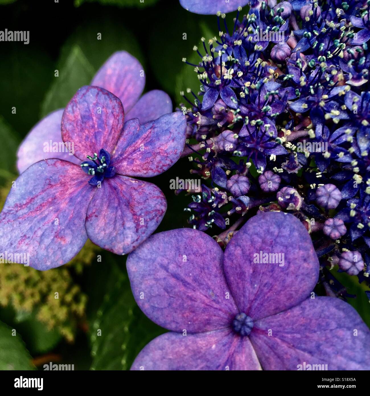 Fleurs violettes sur plante hydrangea Banque D'Images