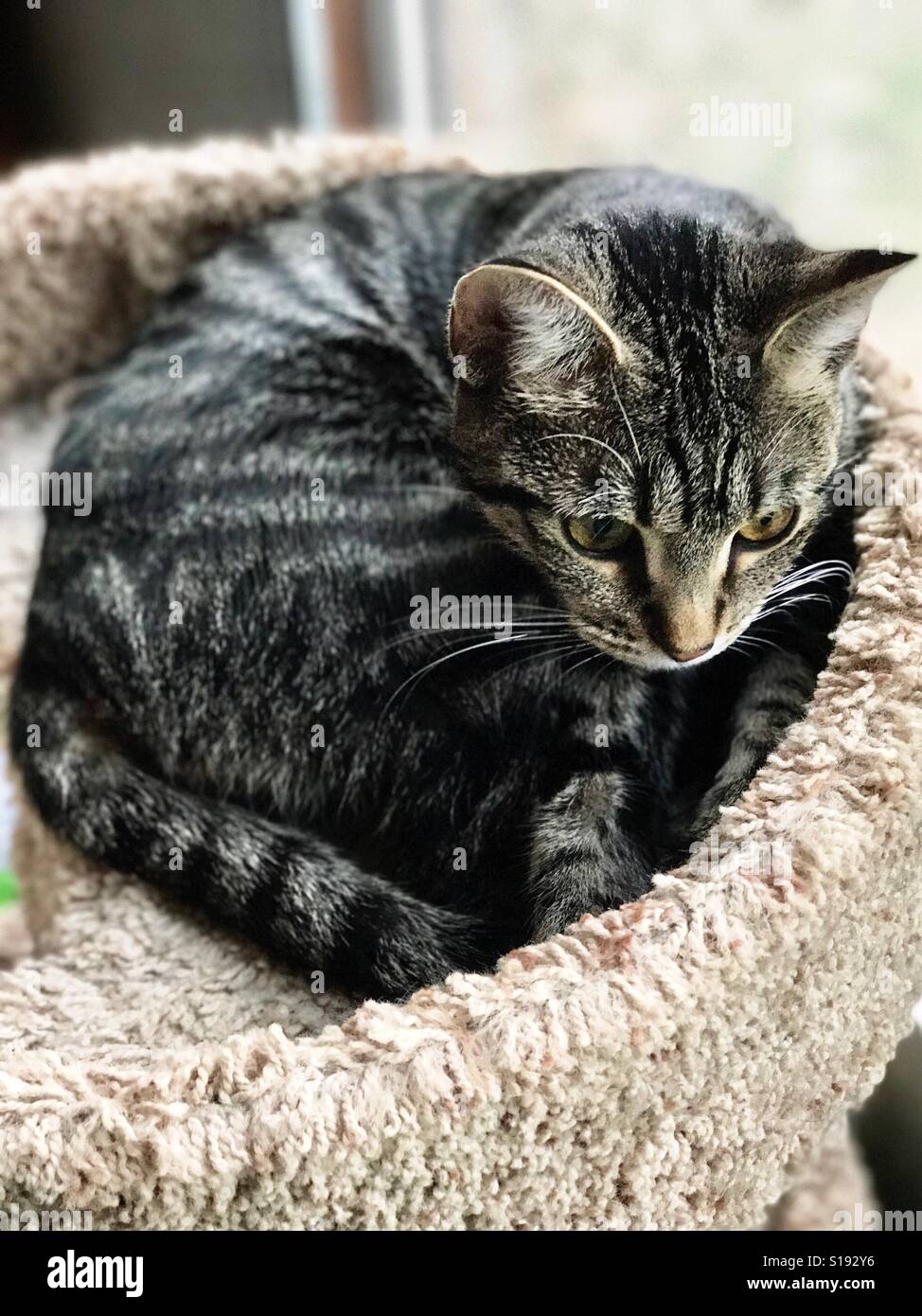 Portrait de beau chat tabby shorthair domestique recroquevillé et prêt pour son 😴 pan Banque D'Images