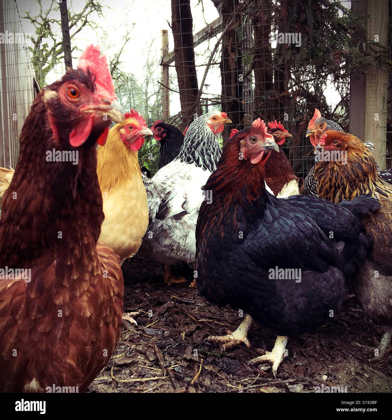 Un groupe de poulets dans une cage. Banque D'Images