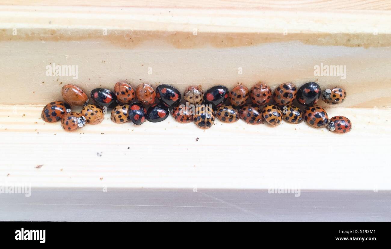 Nid de coccinelle Banque de photographies et d’images à haute