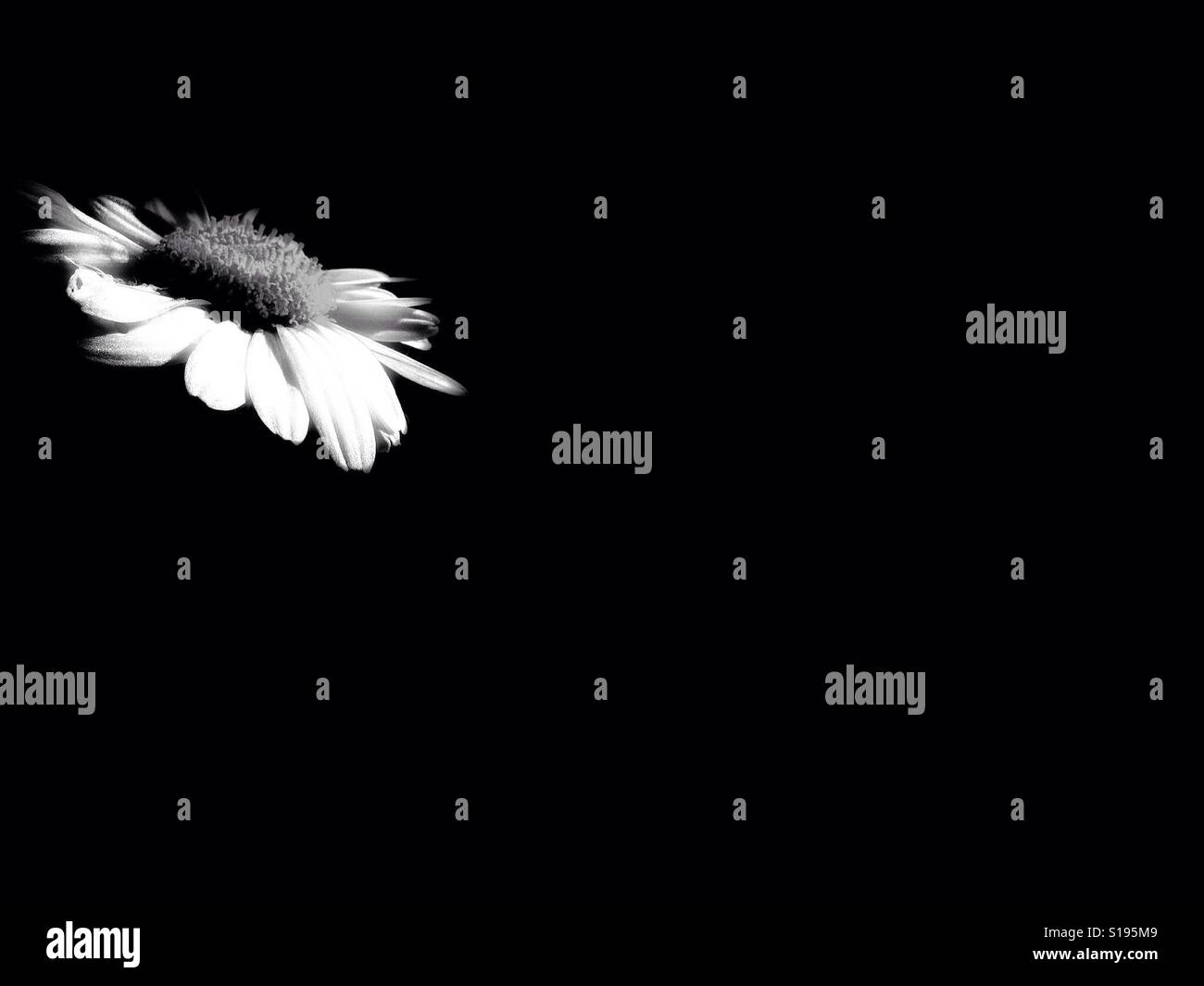 Une seule fleur. - Image de stock capturée avec un smartphone