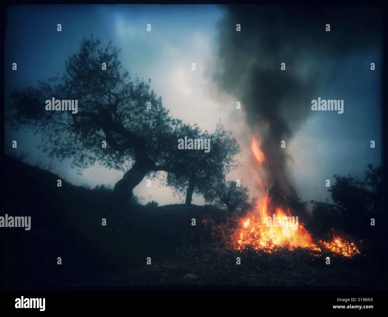 Burning branches d'oliviers au cours de la taille saisonnière des oliviers, Catalogne, Espagne. Banque D'Images