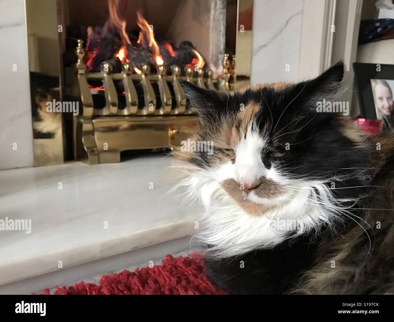 Gros plan d'une carapace de tortue chat recroquevillé devant un feu de charbon - Image de stock capturée avec un smartphone