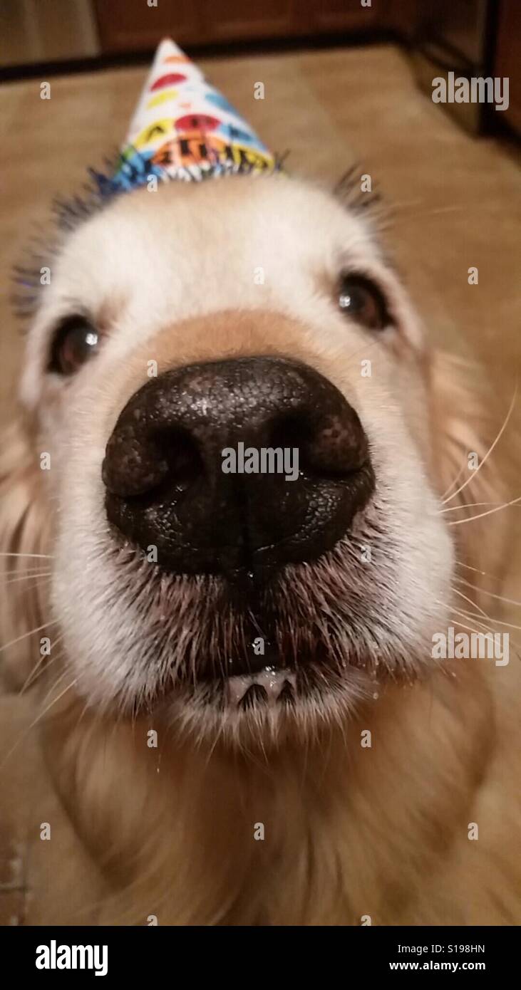 Gros plan du Golden Retriever Dog Wearing Birthday Hat Banque D'Images