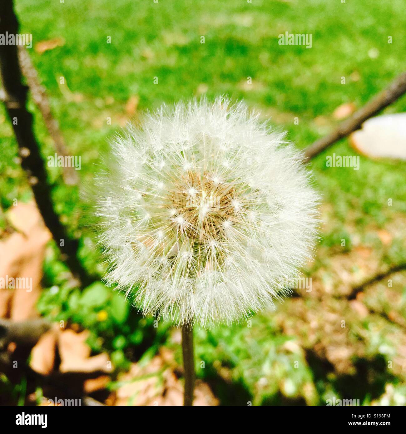 Les dents de Lion sur un jardin de fleurs - Image de stock capturée avec un smartphone