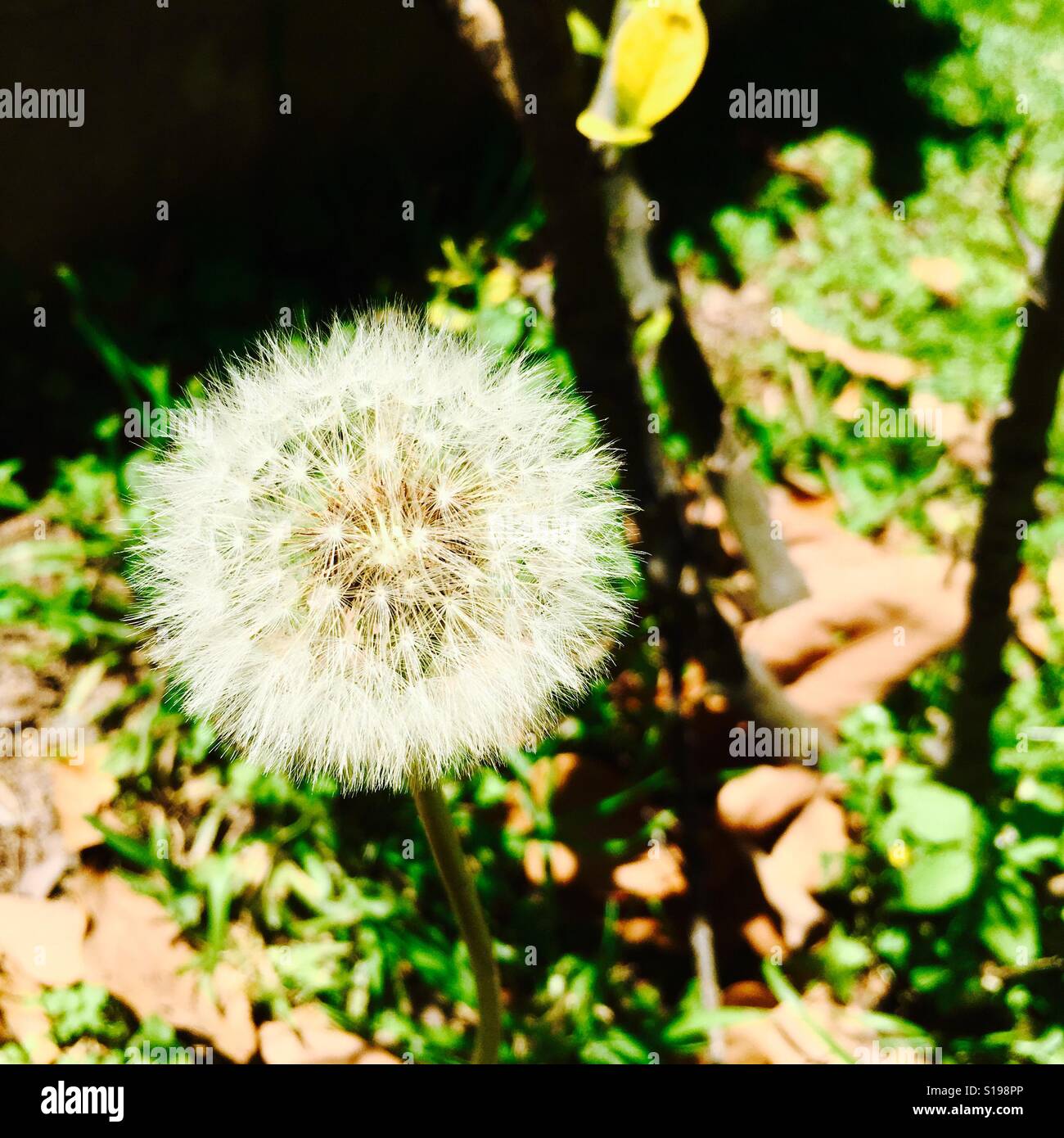 Les dents de Lion sur un jardin de fleurs - Image de stock capturée avec un smartphone