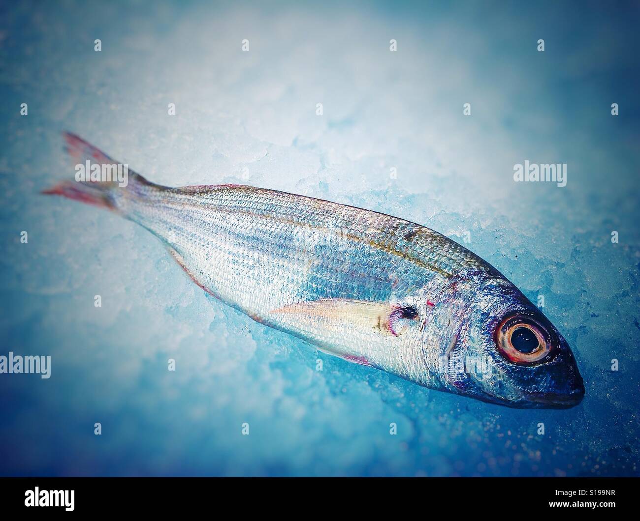 Poisson yeux bleus Banque de photographies et d’images à haute — free download