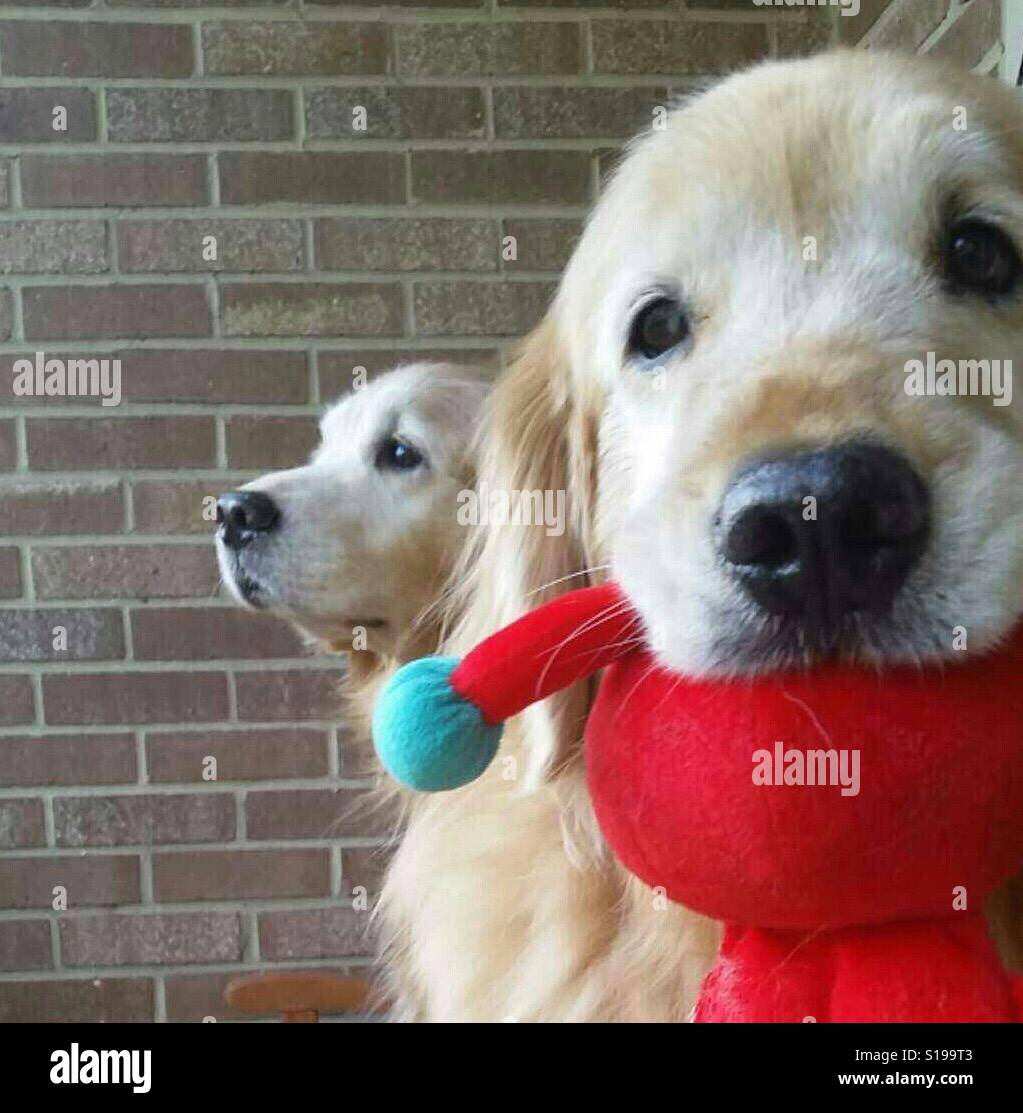 Deux chiens Golden Retriever à l'extérieur Banque D'Images