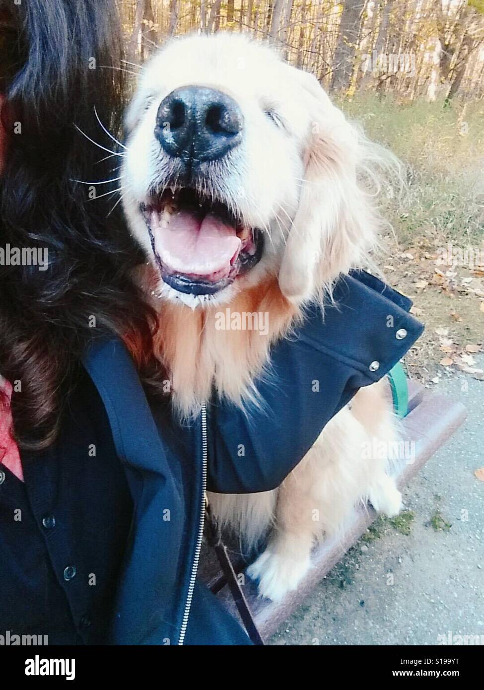 Femme avec plaisir Golden Retriever Dog in Park Banque D'Images