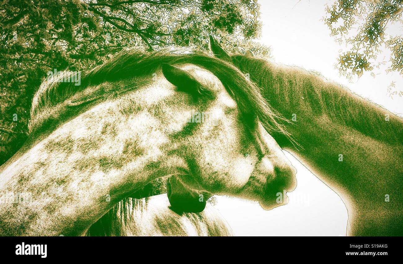 Chevaux - Image de stock capturée avec un smartphone