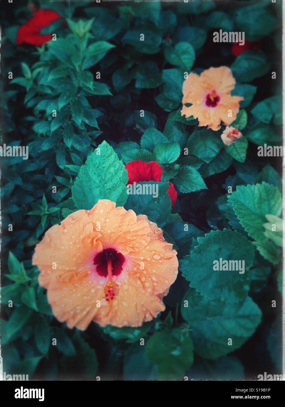 Fleurs en fleurs. Banque D'Images