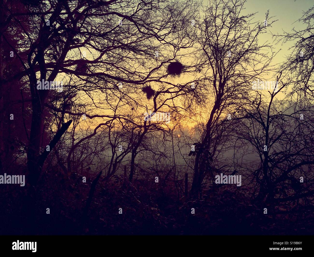Les nids des oiseaux et des branches d'arbre dans le gui en hiver au crépuscule Banque D'Images