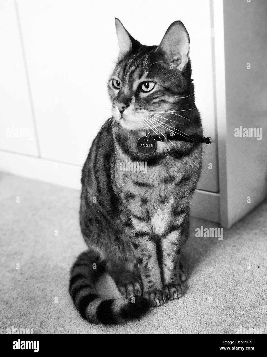 Un pedigree Bengal chat intérieur relaxant. Banque D'Images