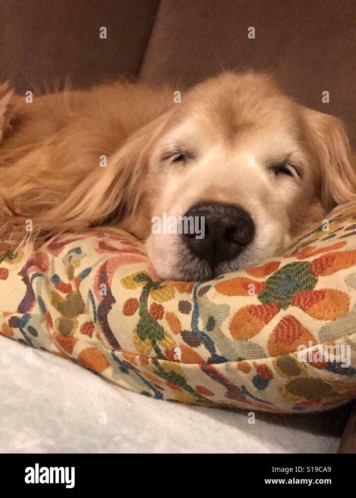 Golden Retriever Dog Sleeping on Pillow Banque D'Images