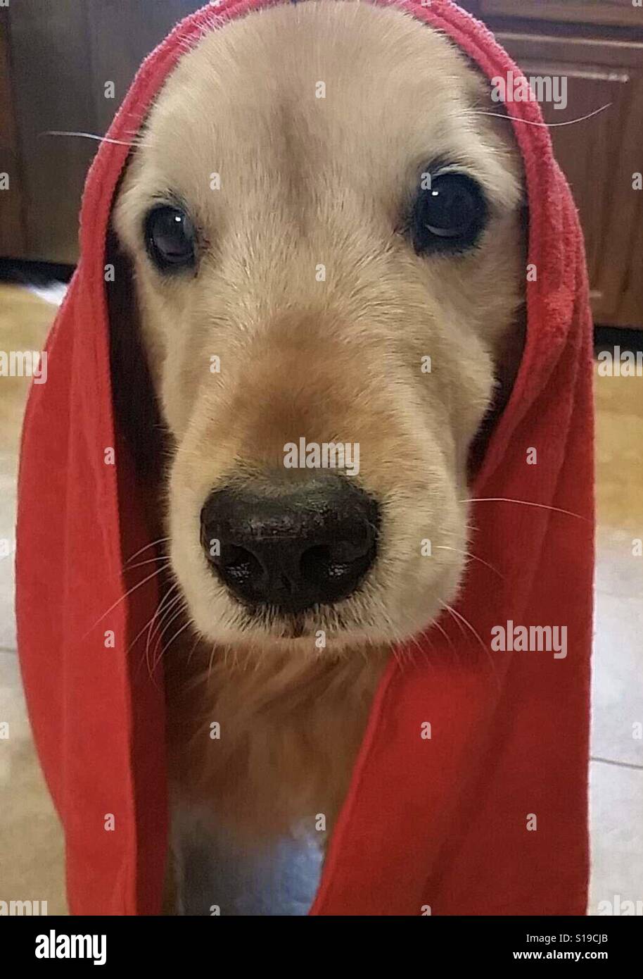 Cute Golden Retriever Dog avec Red Towel on Head Banque D'Images