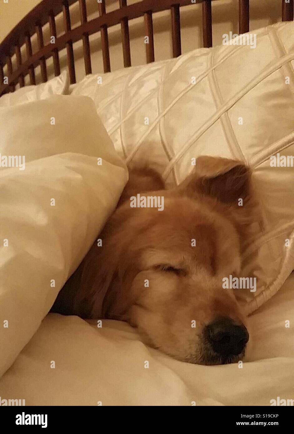 Cute Golden Retriever Dog Sleeping in Bed Banque D'Images