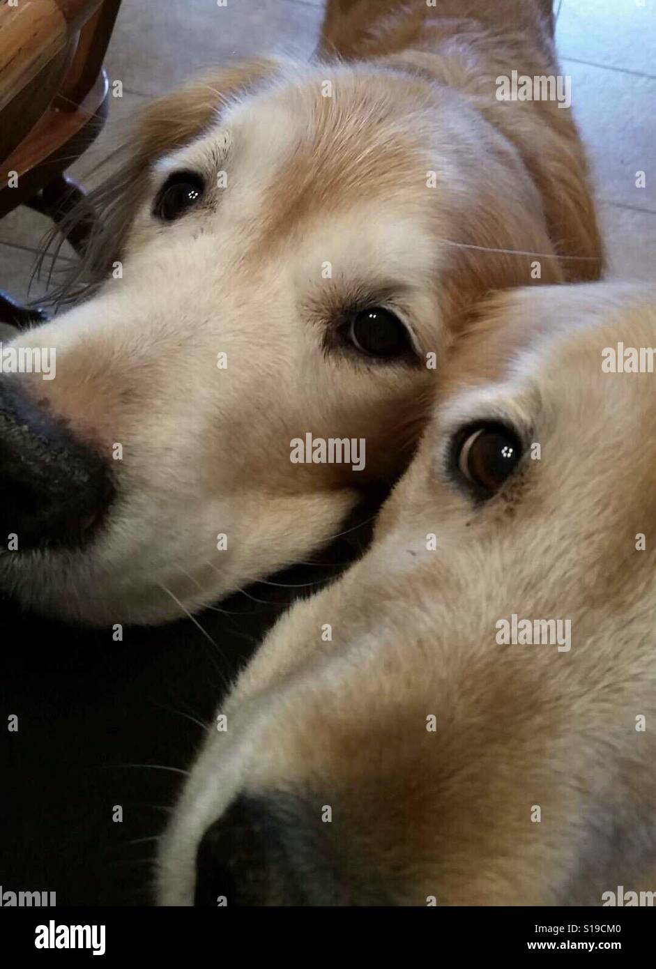 Deux chiens Golden Retriever mignon avec des yeux suppliants Banque D'Images