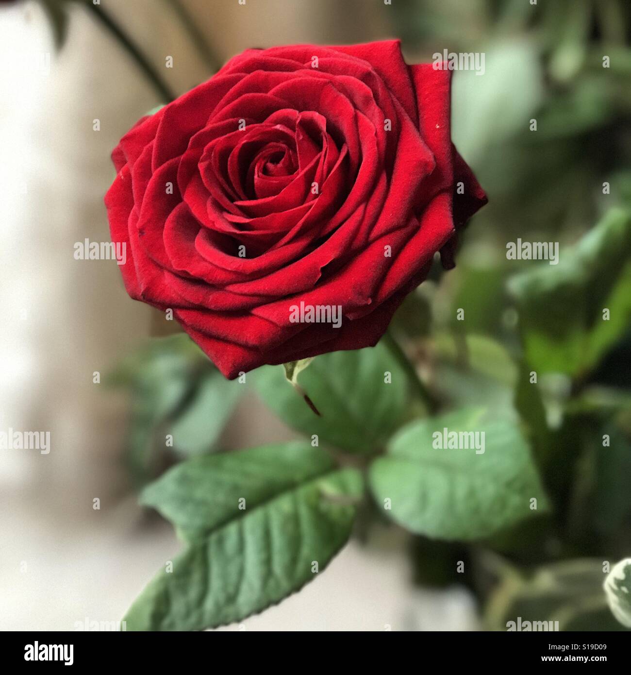 Une rose rouge. - Image de stock capturée avec un smartphone
