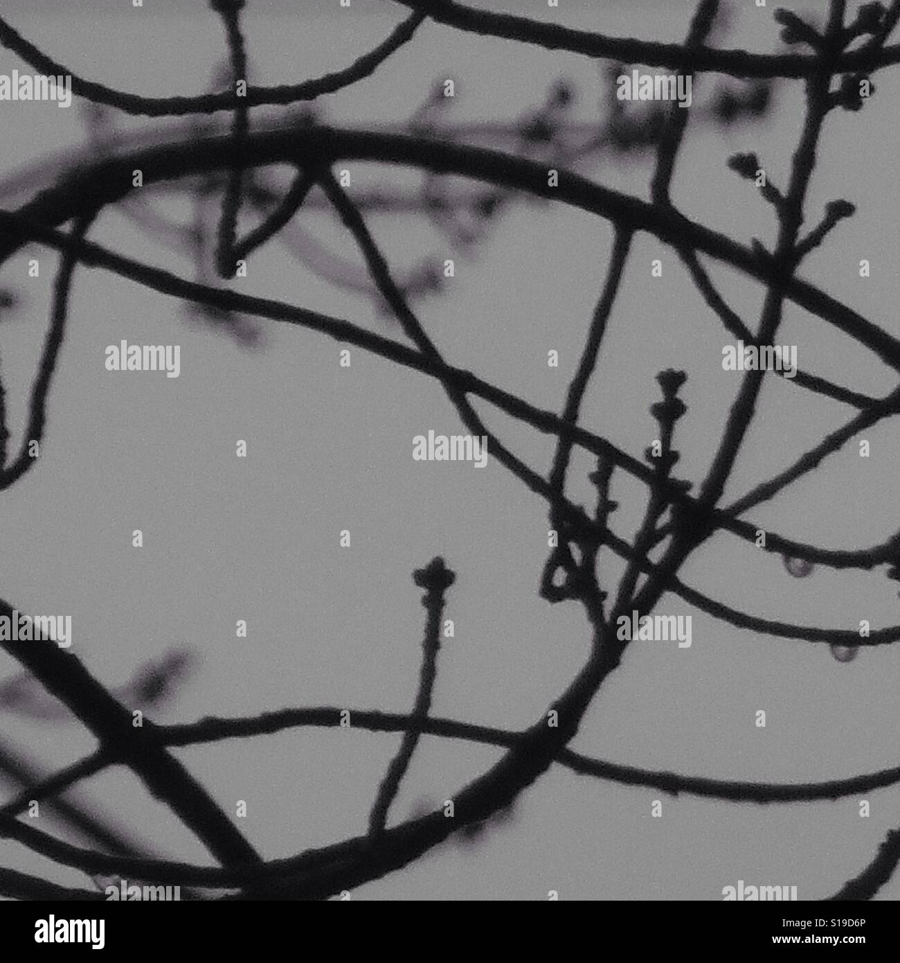 Les branches d'arbres humides Scylla contre un ciel gris avec soft focus au cours de l'hiver Banque D'Images