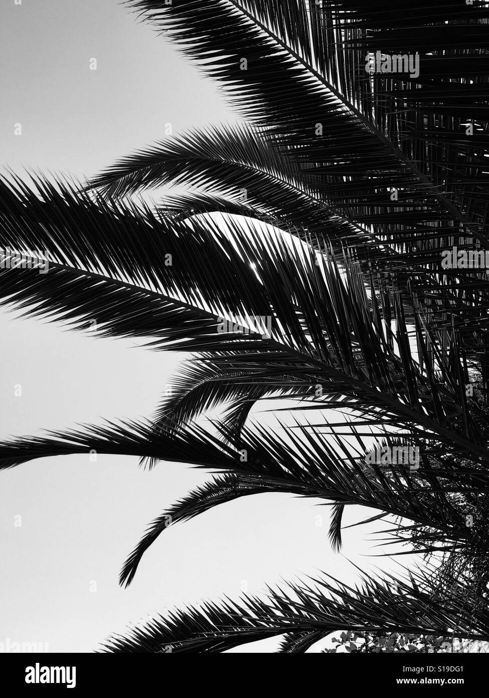Les images en noir et blanc les feuilles de palmier Banque D'Images