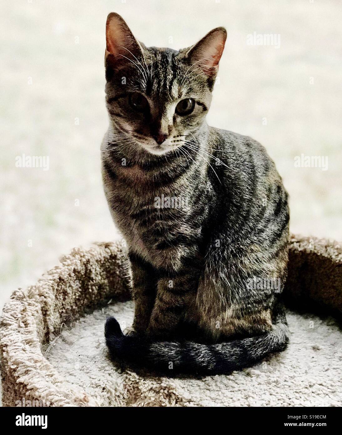 Belle et longue et maigre de un an ou domestique American Shorthair chat tigré avec des yeux de cuivre Banque D'Images