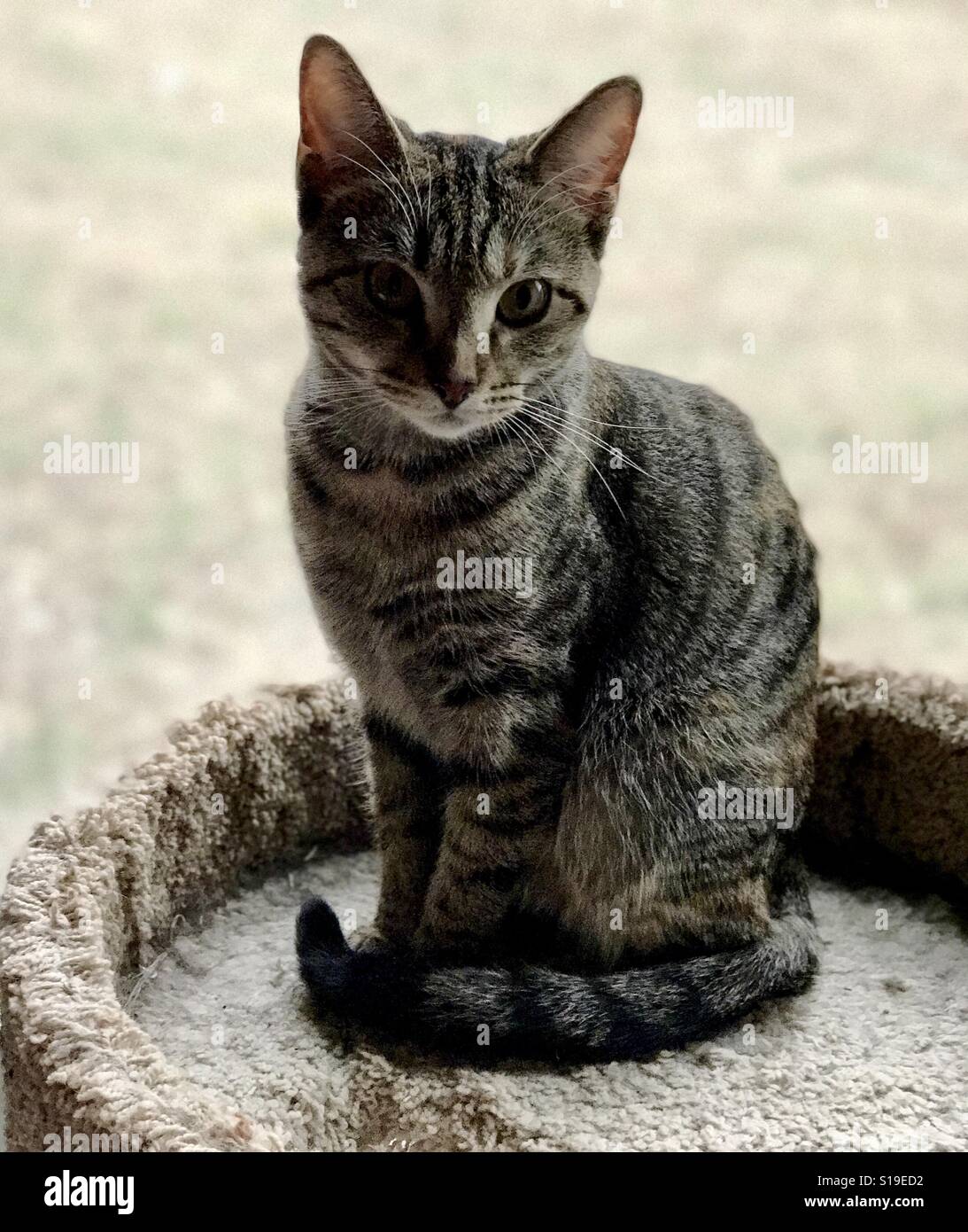 Magnifique un ans ou domestique American Shorthair tabby chat nommé Halo pour une place d'or unique sur son 👑 la couronne Banque D'Images