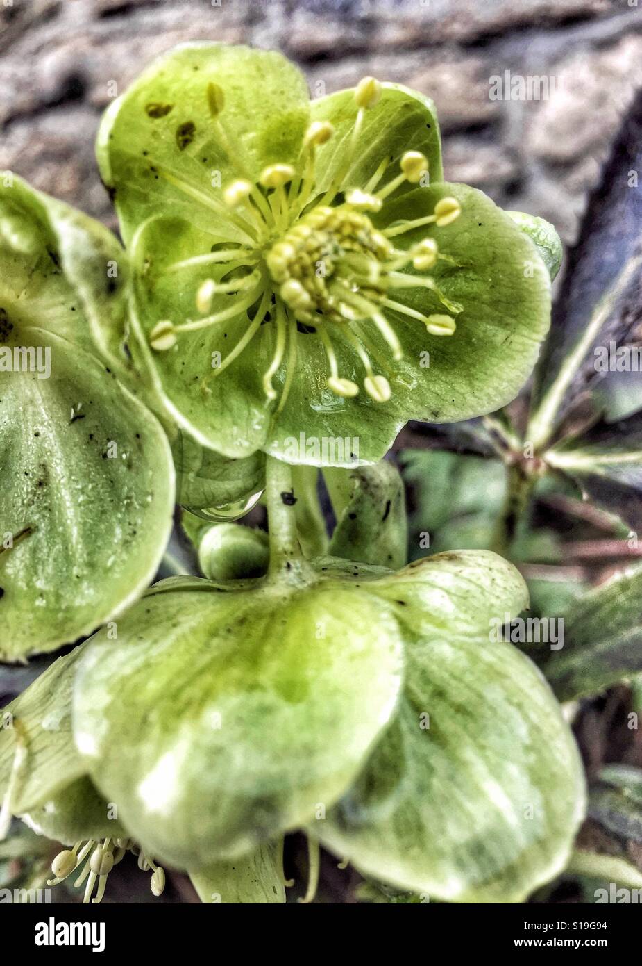 L'hellébore vert, fleurs après la pluie. Banque D'Images
