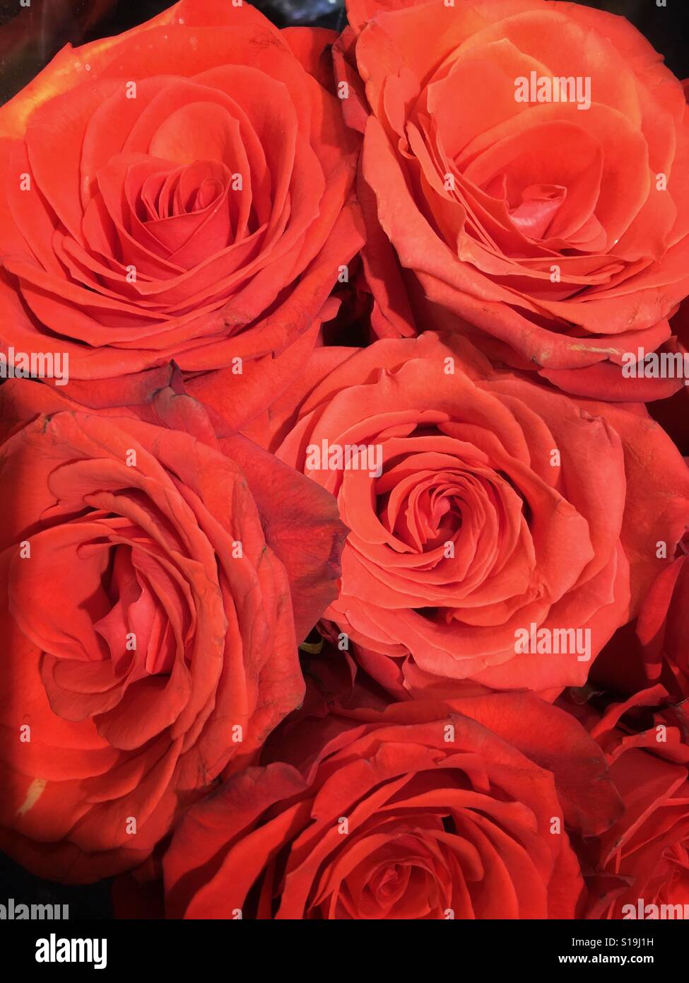 Un bouquet de roses rouges - Image de stock capturée avec un smartphone