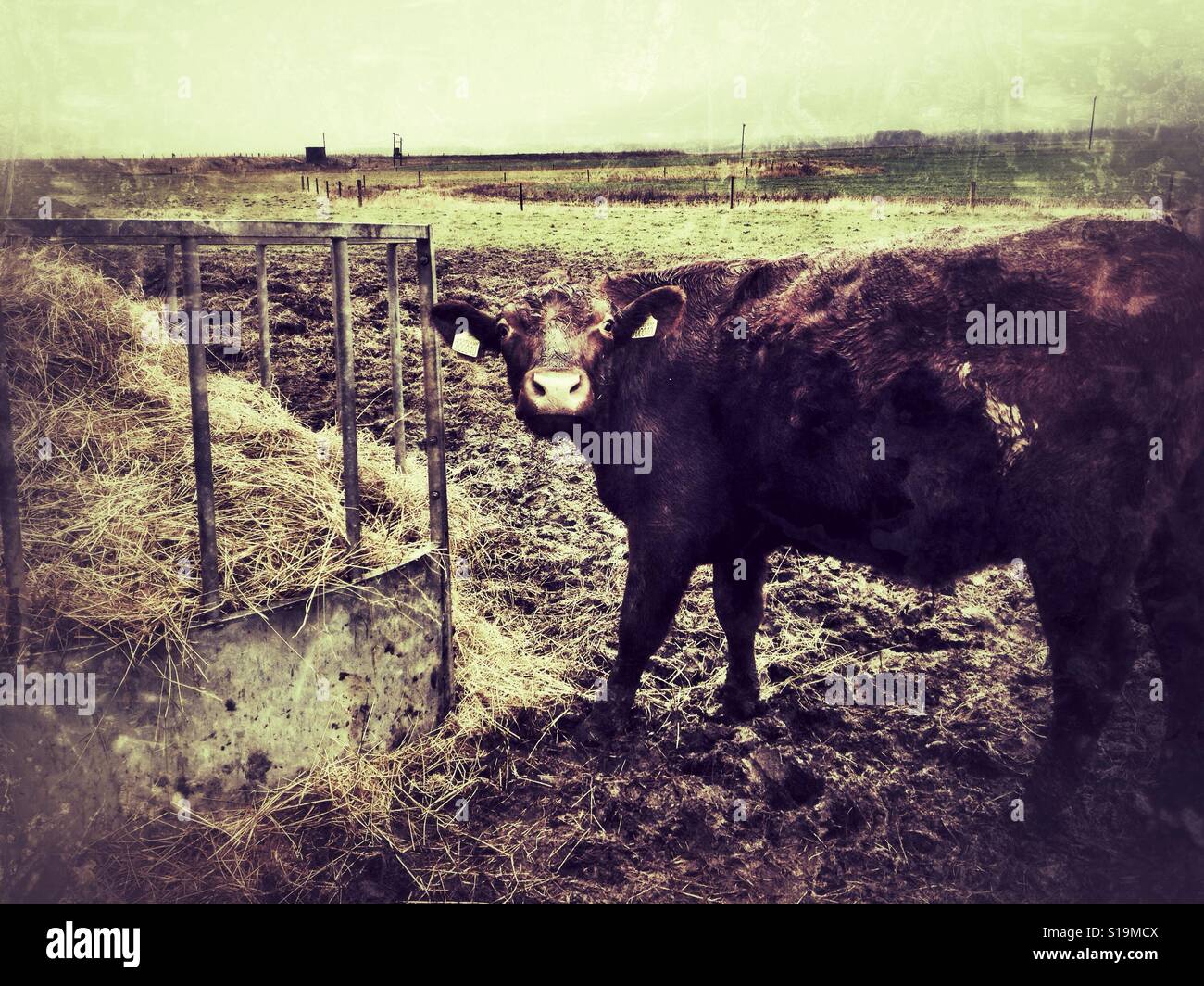 Red Poll, bovins de Bawdsey Ferry, Suffolk, Angleterre. - Image de stock capturée avec un smartphone