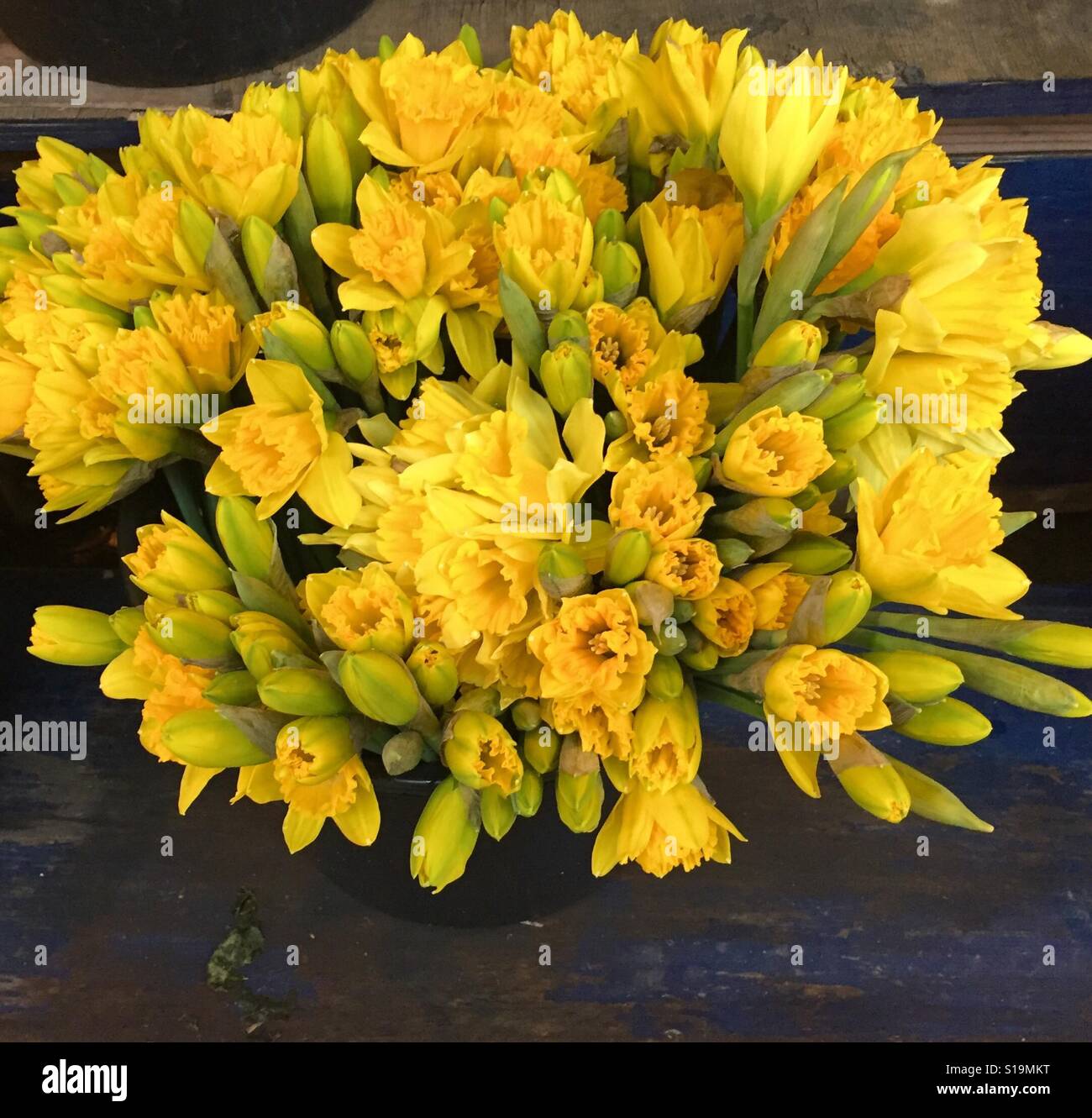 Les jonquilles, premier signe du printemps Banque D'Images