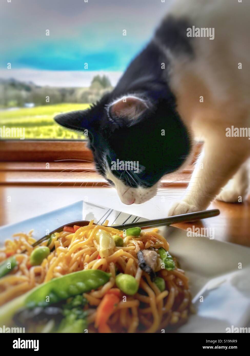 Un chat veut goûter fried noodle Banque D'Images