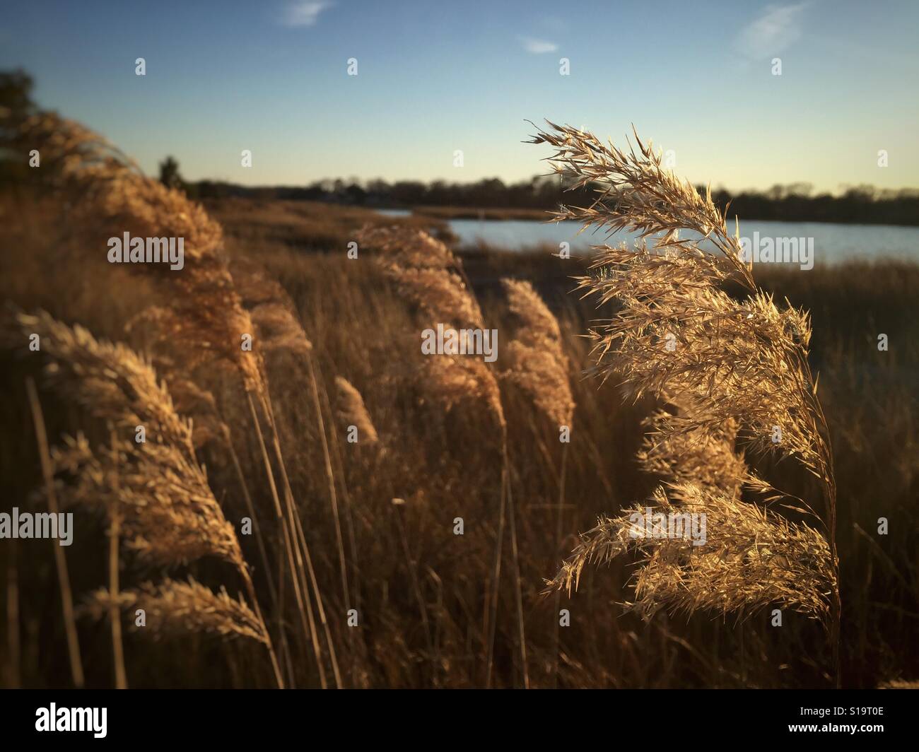 L'herbe par le lac dans le vent. Banque D'Images
