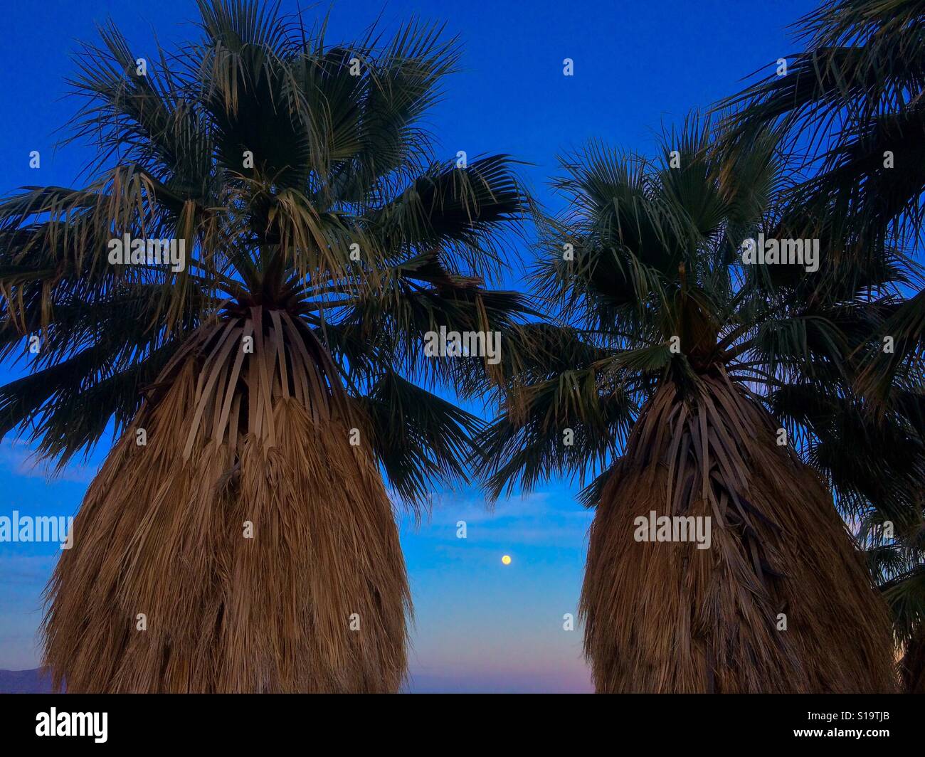 Pleine lune et palmiers, Anza Borrego State Park, Californie Banque D'Images