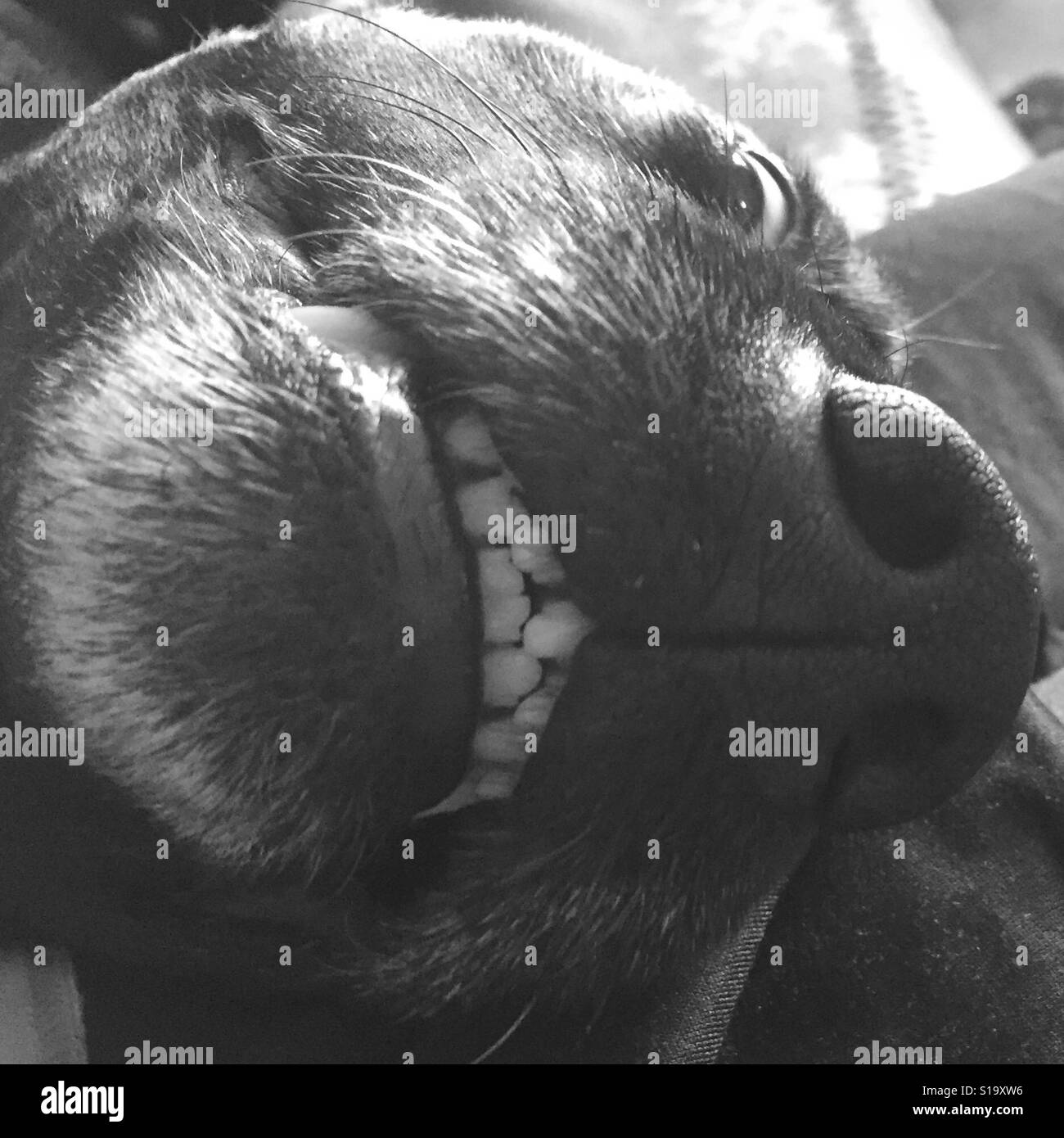 Dog making a face - Image de stock capturée avec un smartphone