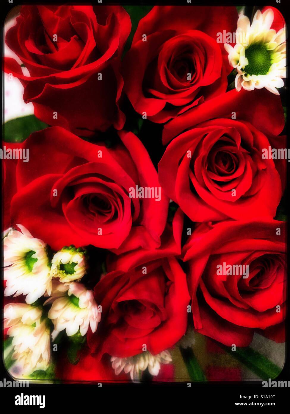 Roses rouges - Image de stock capturée avec un smartphone