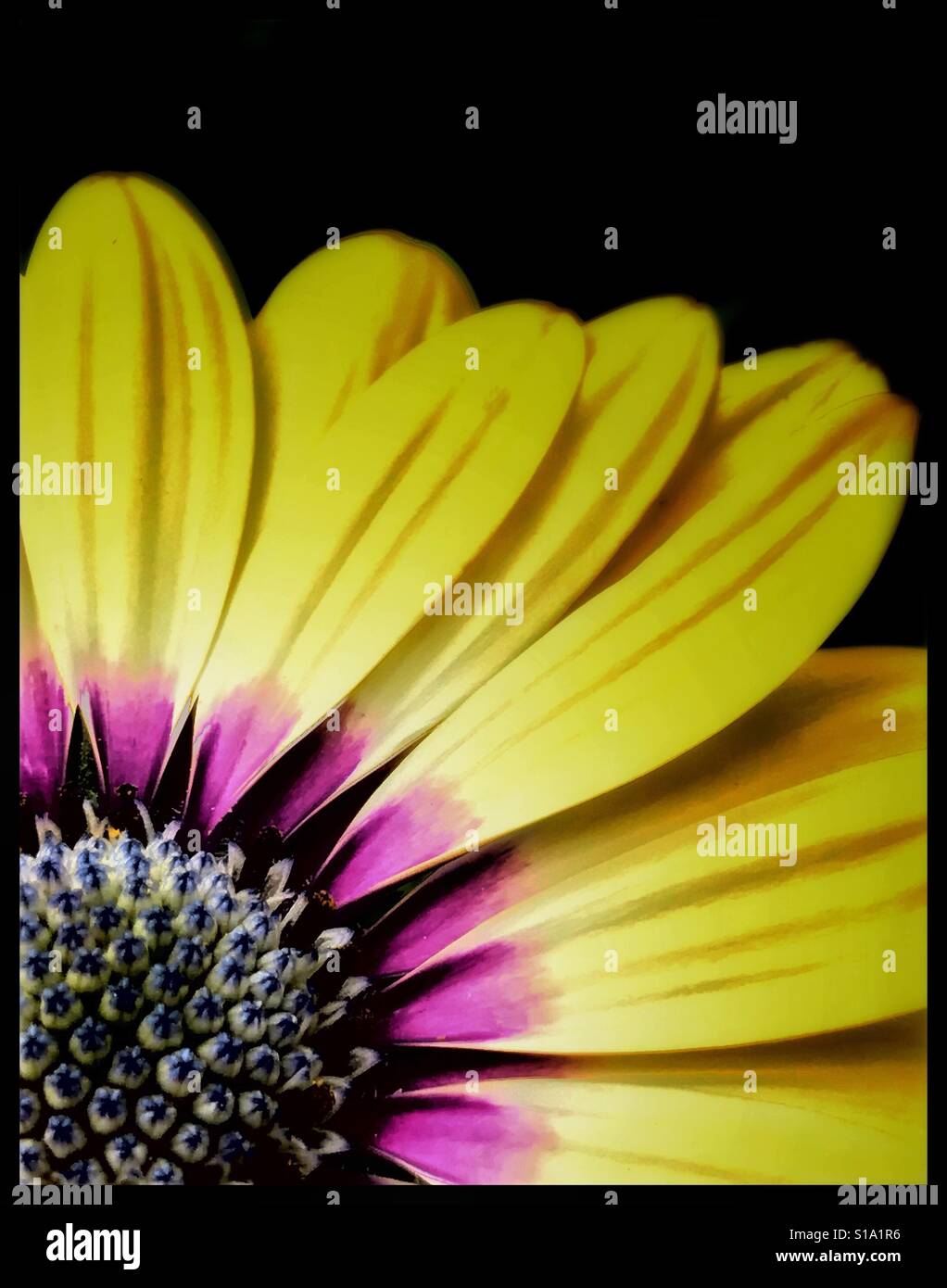 Le cap de l'Afrique, Close up Daisy Osteospermum ecklonis - Image de stock capturée avec un smartphone Le cap de l'Afrique, Close up Daisy Osteospermum ecklonis - Image de stock capturée avec un smartphone