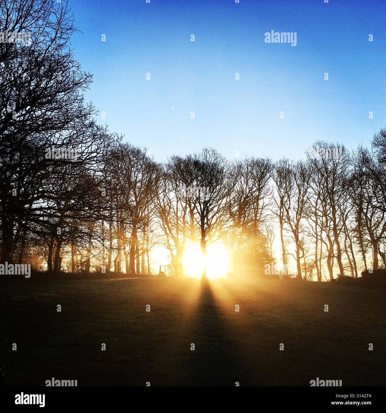 Lever du soleil montrant à travers les arbres en Bretagne - Image de stock capturée avec un smartphone